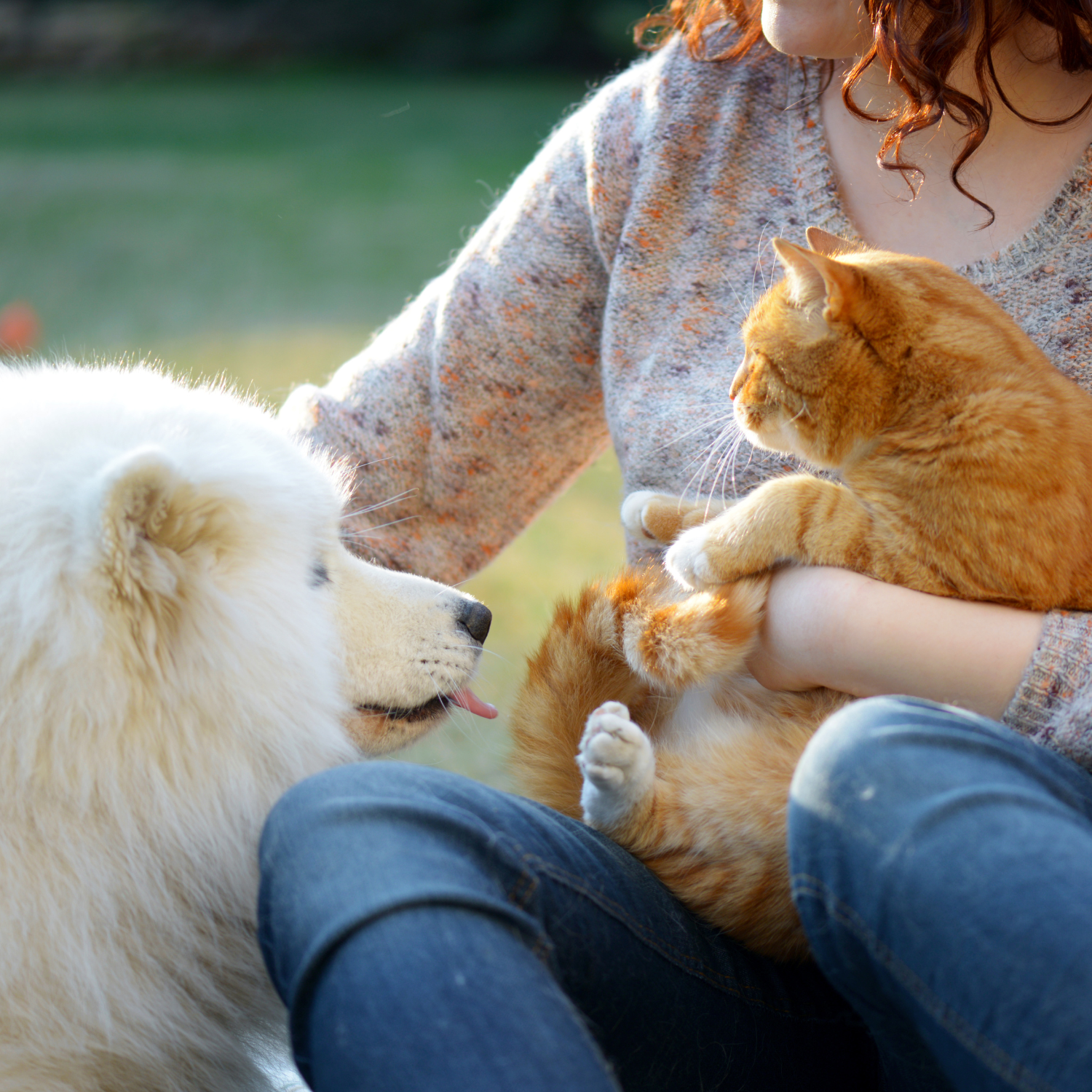 How Wool Dryer Balls Naturally Remove Pet Hair